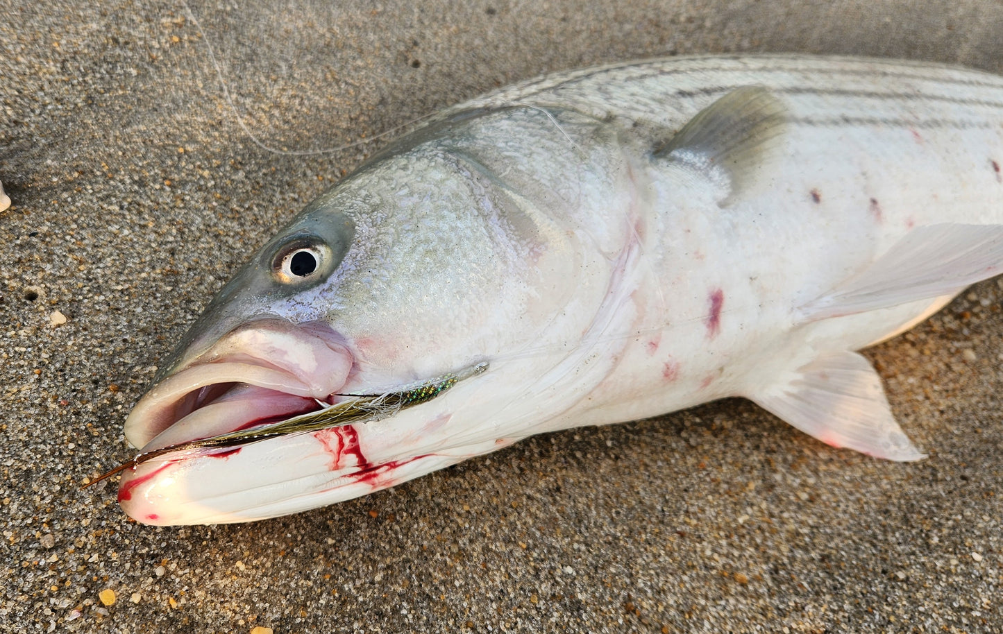Sand eel teasers on Mustad 6/0 hook.